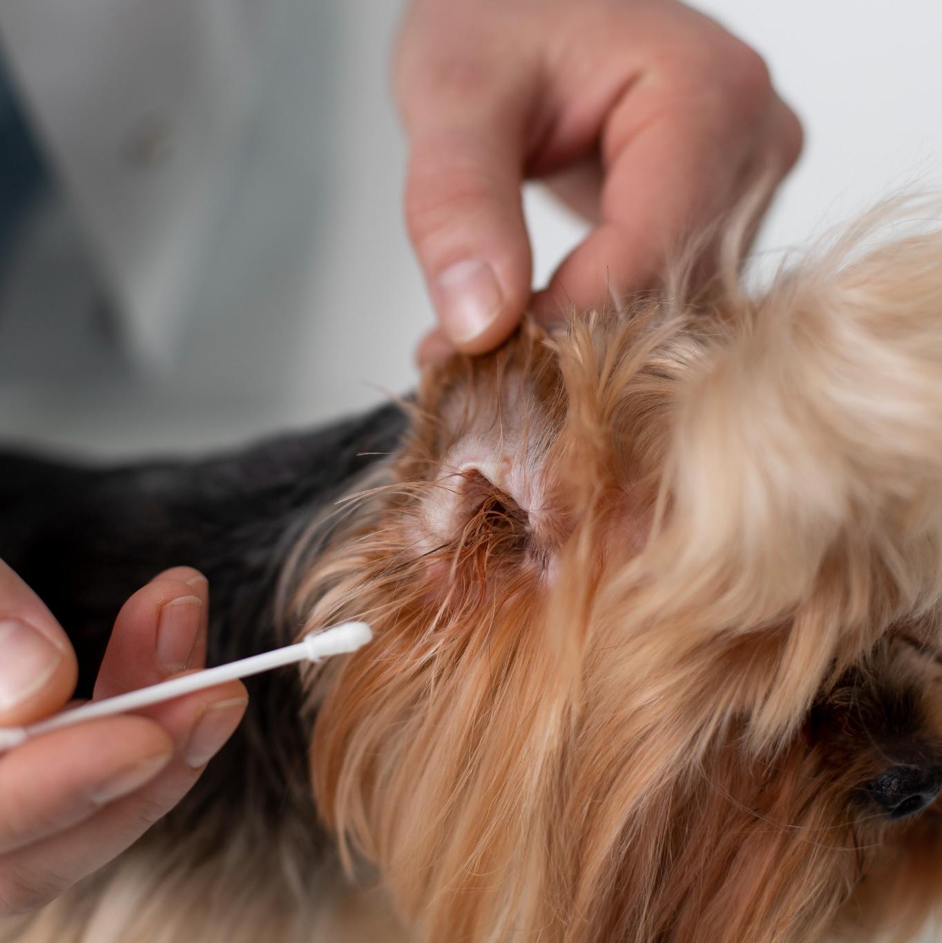 How to Clean Your Dog’s Ears Safely at Home