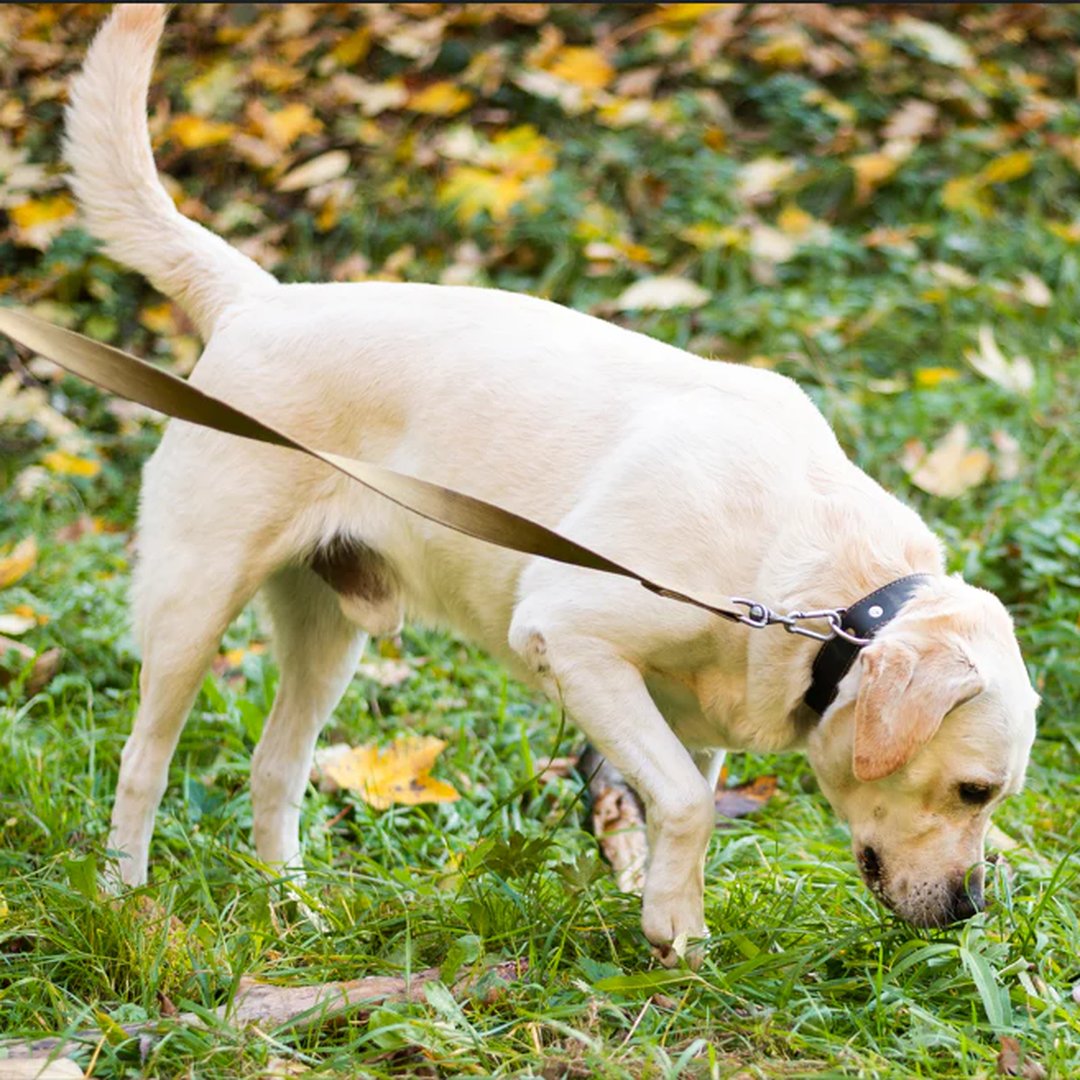 Why Do Dogs Eat Grass? 5 Possible Reasons for This Common Canine Habit