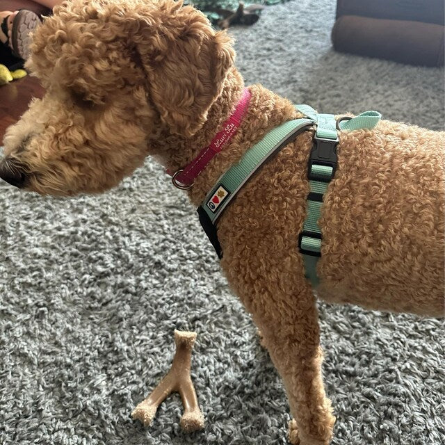 Custom Pet Harness with Name & Phone Number