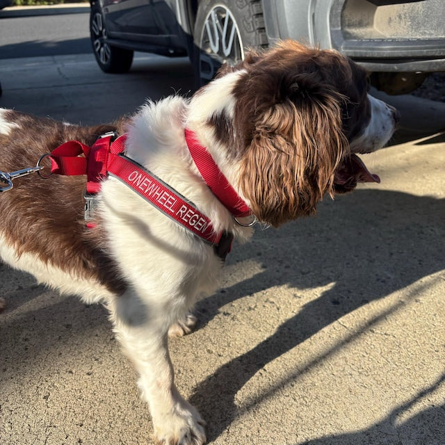 Custom Pet Harness with Name & Phone Number