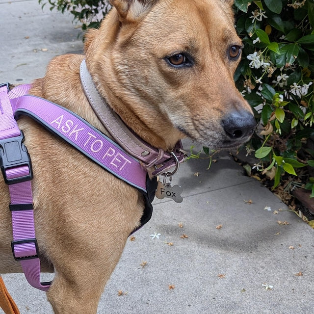 Custom Pet Harness with Name & Phone Number