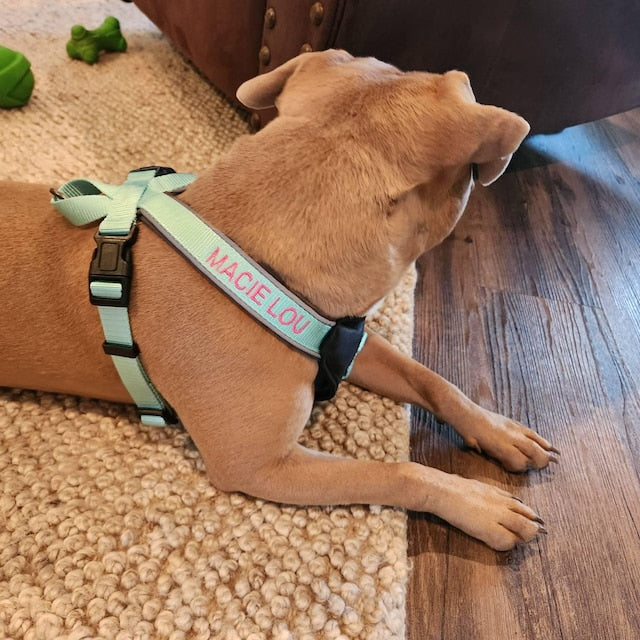 Custom Pet Harness with Name & Phone Number