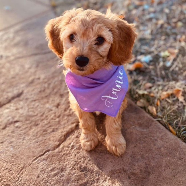 Personalized Dog Bandana
