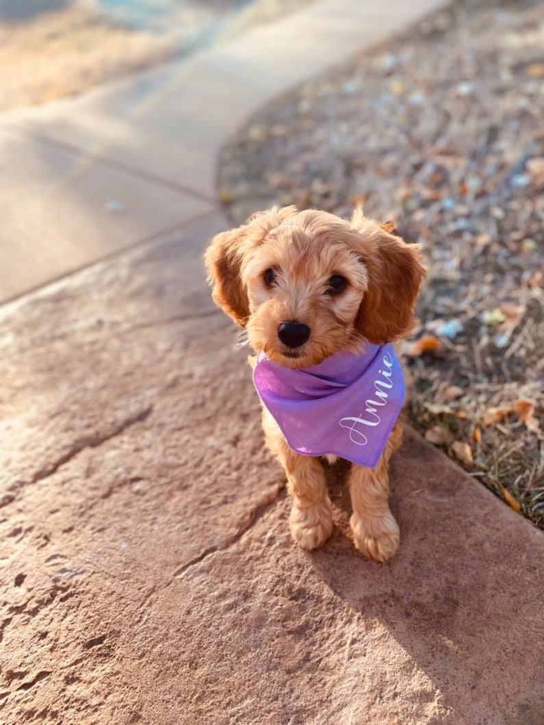 Personalized Dog Bandana