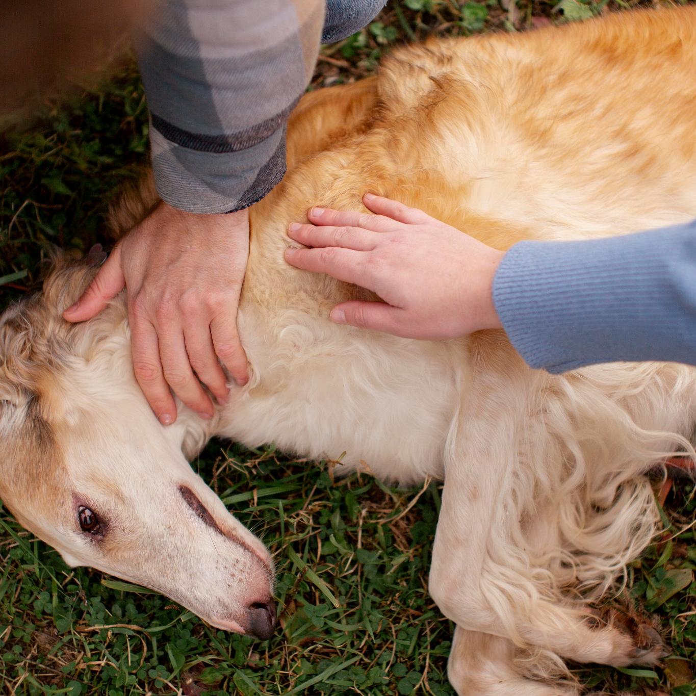 how to stop seizures in dogs immediately​