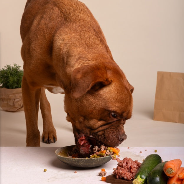 why are grapes bad for dogs​