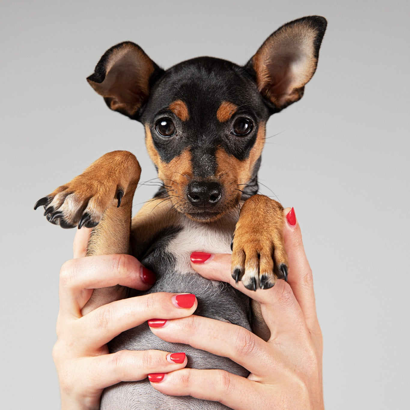 How to Cut Your Dog’s Nails Safely: A Step-by-Step Guide