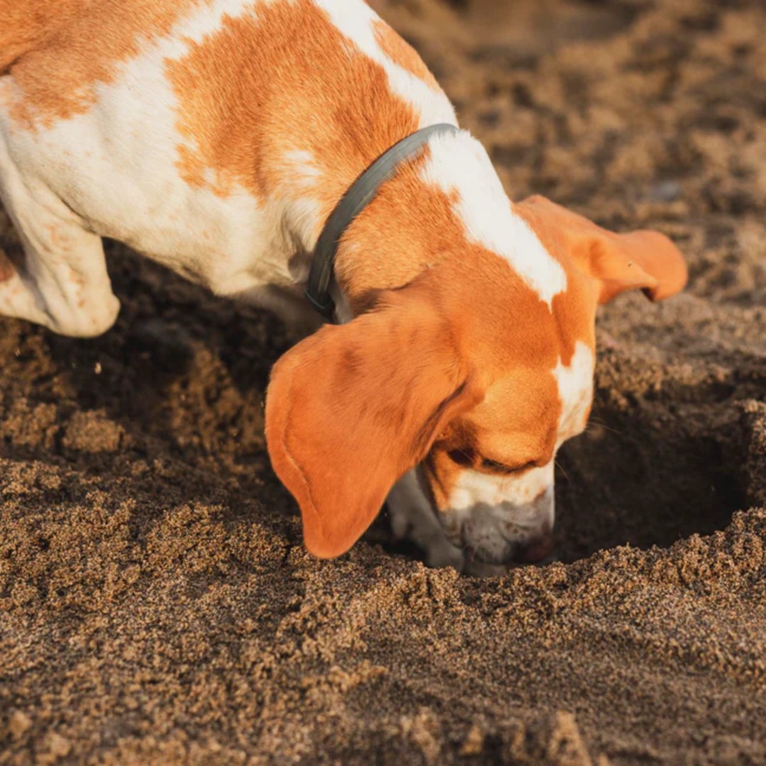 Why Do Dogs Eat Poop? 6 Reasons Behind This Weird Behavior (And What to Do About It)