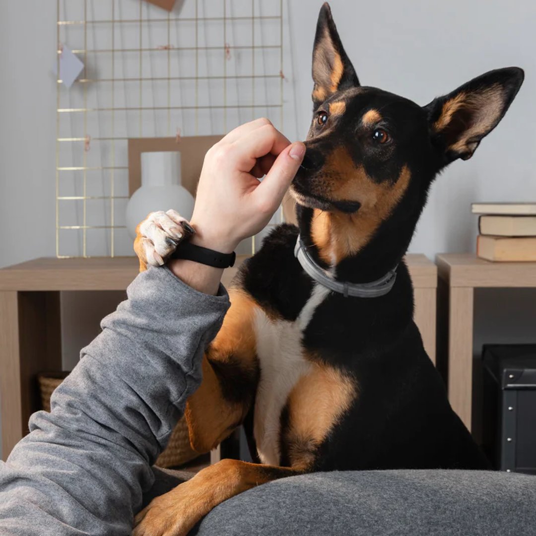 Why Do Dogs Lick Their Paws? 7 Common Reasons and When to See a Vet