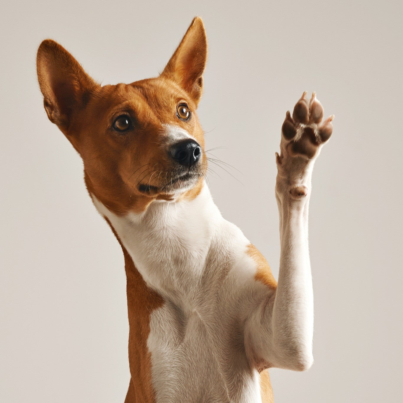 Adorable Things Dogs Do When They’re Praised