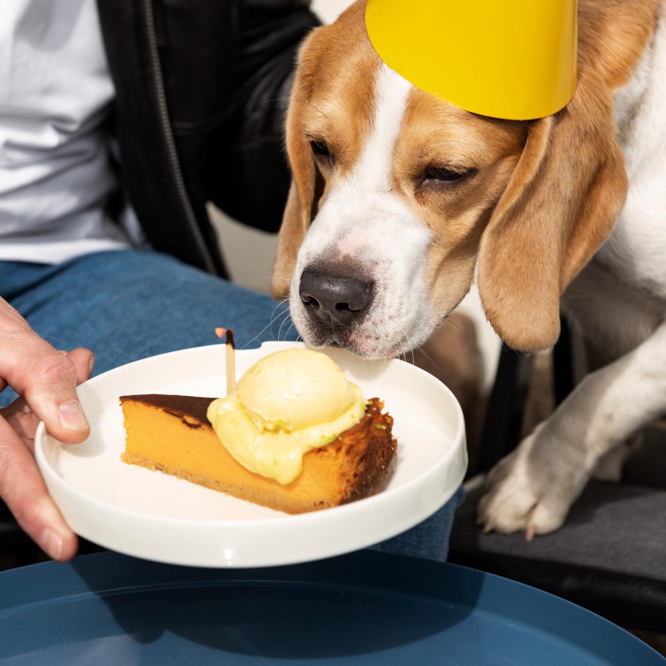 is cheese bad for dogs​
