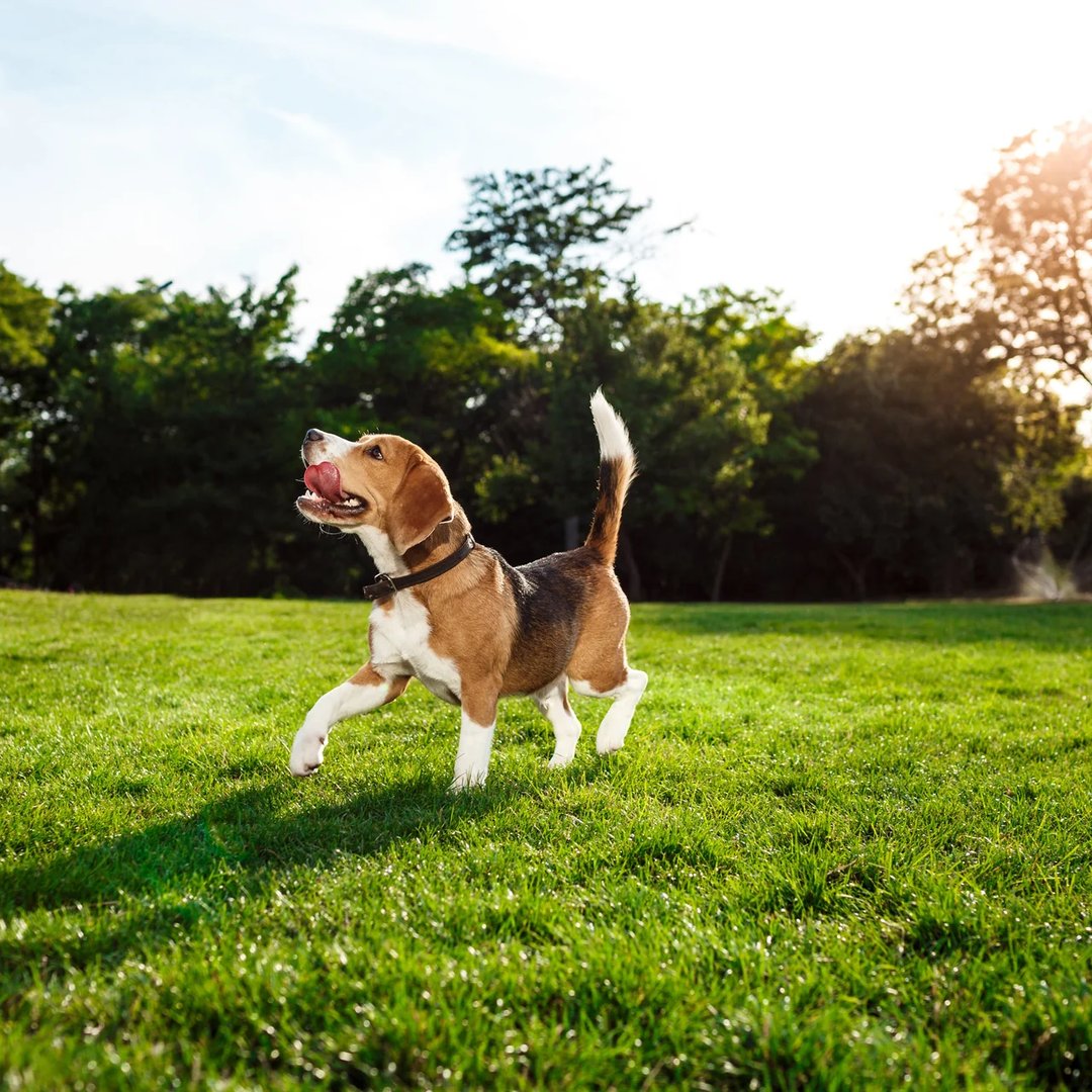 What Colors Can Dogs See? A Fun Look Into Canine Vision