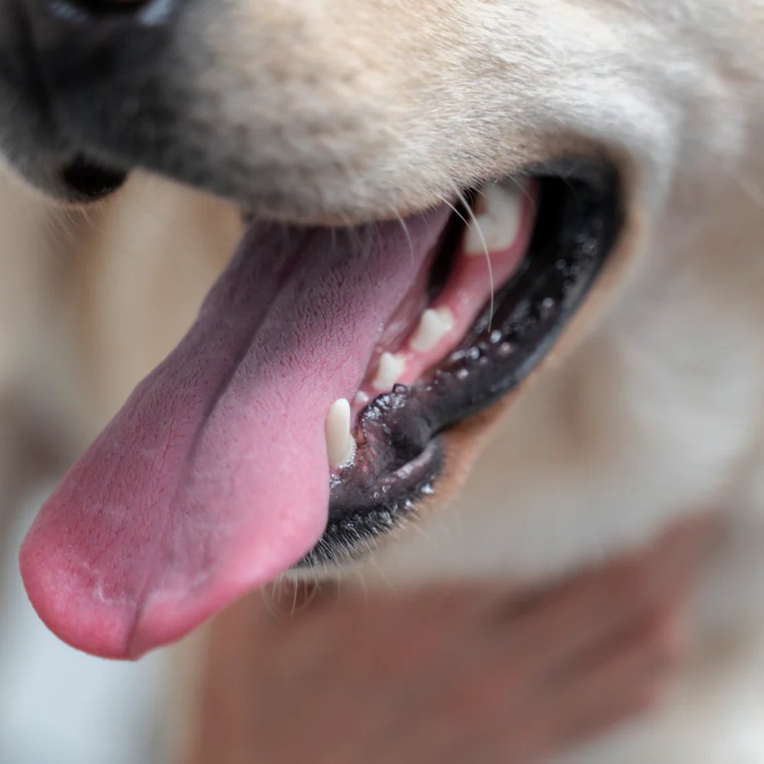 How Many Teeth Do Dogs Have? A Simple Guide for Pet Owners
