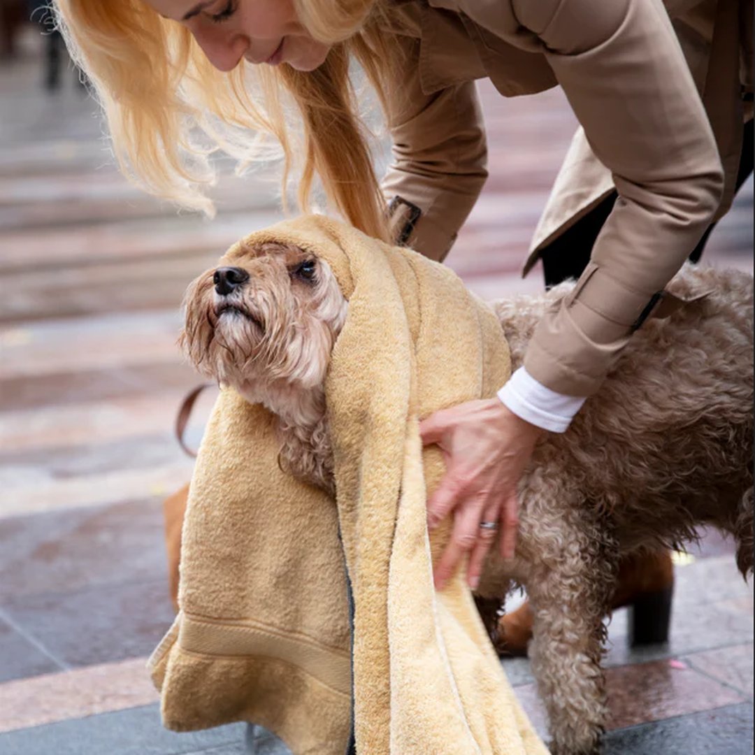 Why Is My Dog Shaking? 8 Possible Reasons and What to Do