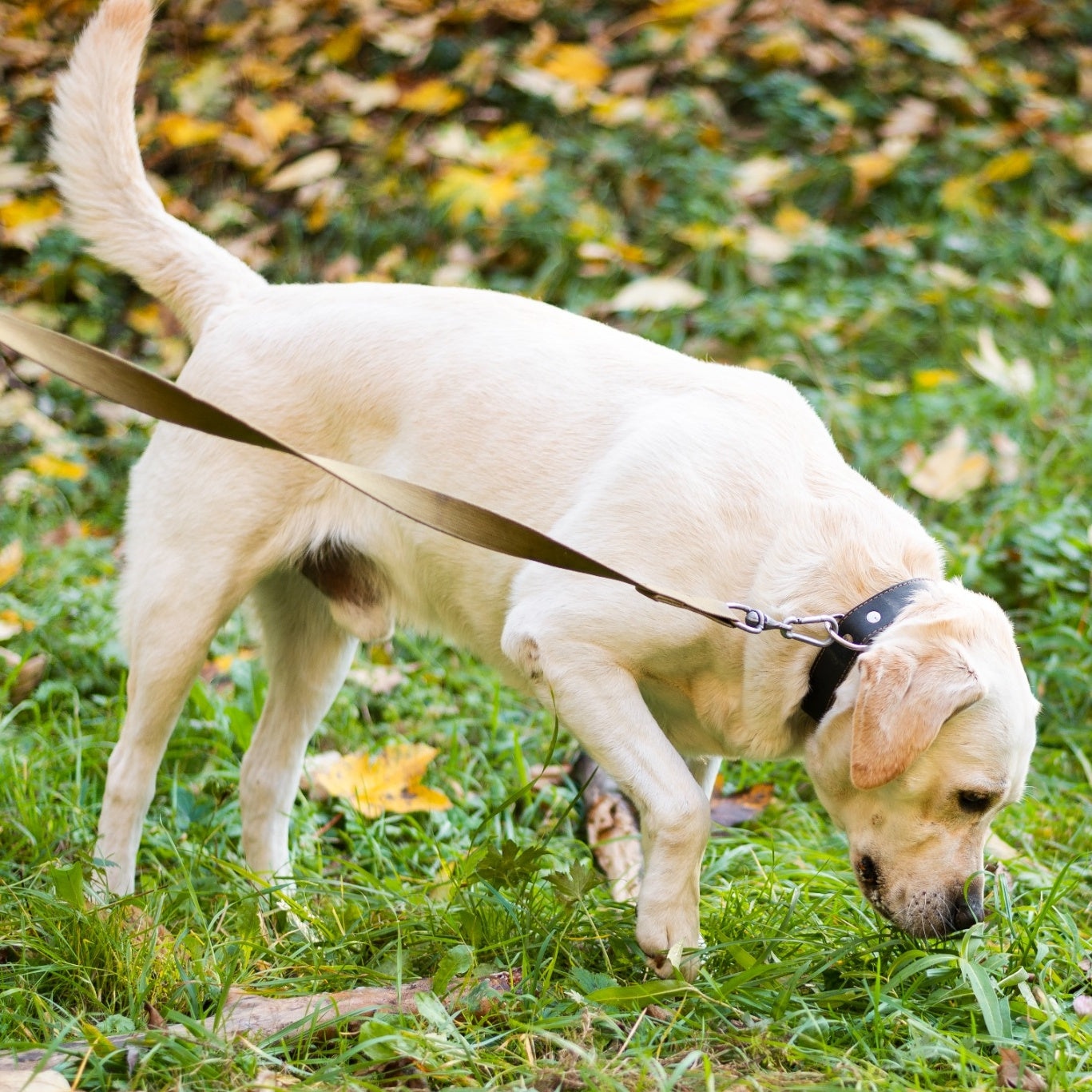 How to Make a Constipated Dog Poop Quickly