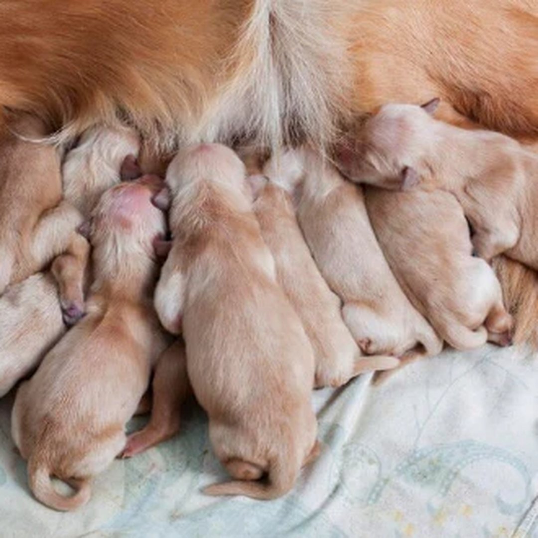 How Long Are Dogs Pregnant? A Simple Guide for First-Time Dog Owners