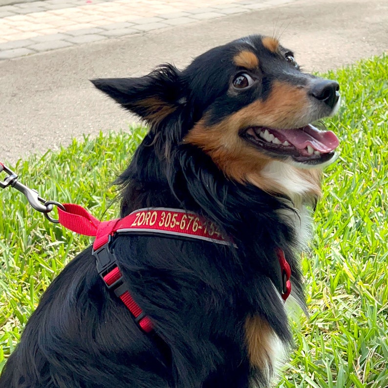 Custom Pet Harness with Name & Phone Number