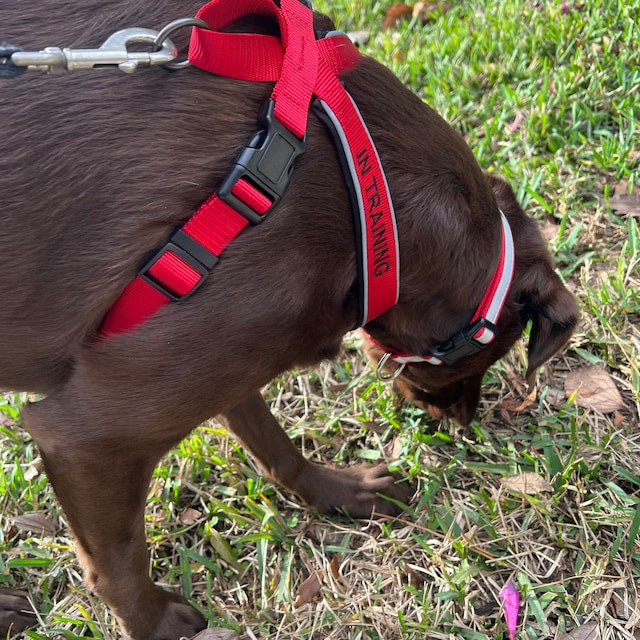 Custom Pet Harness with Name & Phone Number