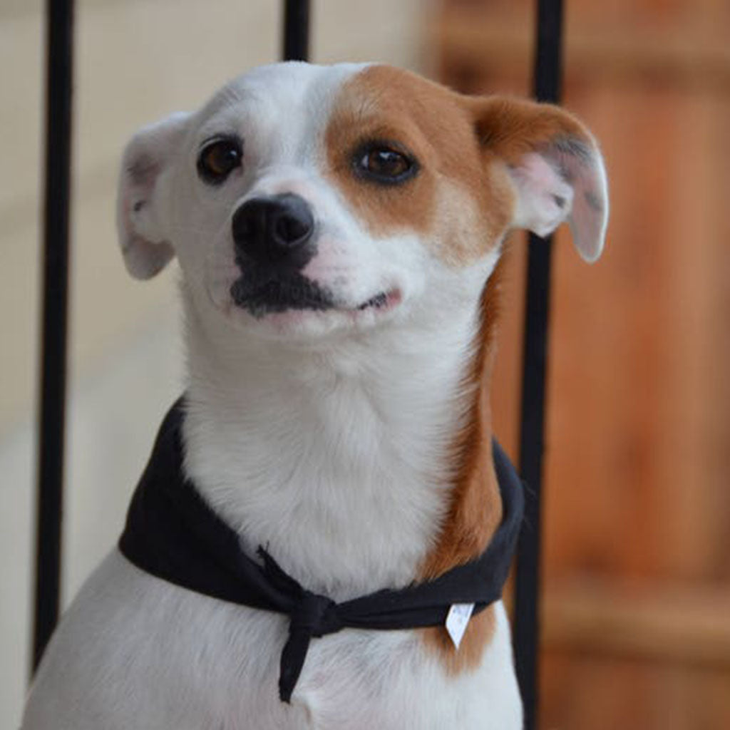Personalized Dog Bandana